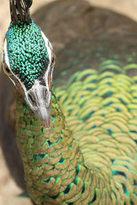 Close-up of peacock