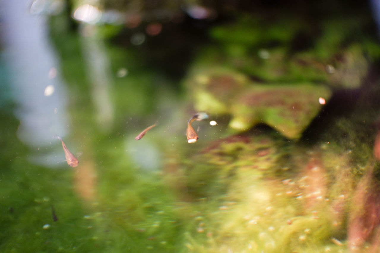 CLOSE-UP OF FISHES SWIMMING IN SEA