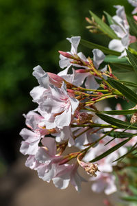 Close-up of pink flowering plant