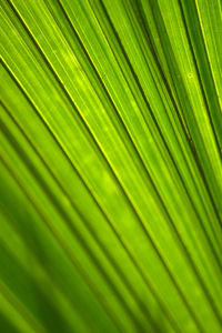 Full frame shot of palm leaves