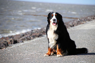 Close-up of dog sitting on beach against sky