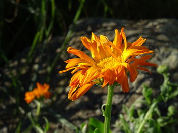 Close-up of orange rose flower