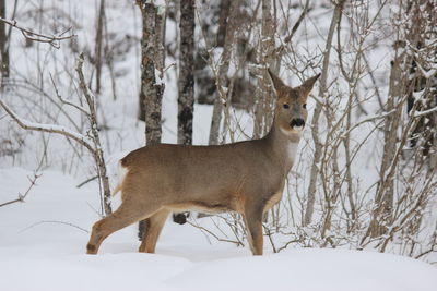 Deer standing on snow covered field during winter