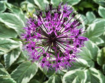 Close-up of purple flowering plant