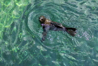 A cheerful and amused seal, carelessly playing in turquoise water.