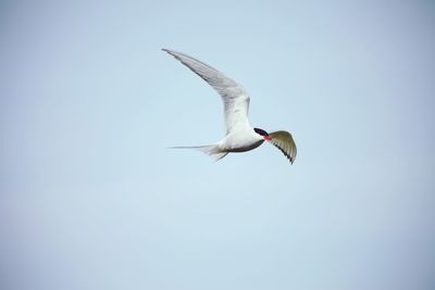 Low angle view of seagull flying