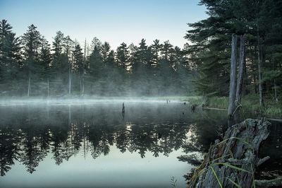 Reflection of trees in water