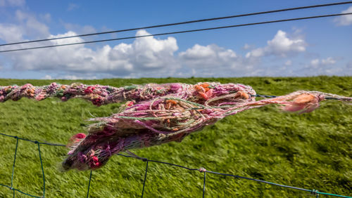 Wool hanging on cable over field