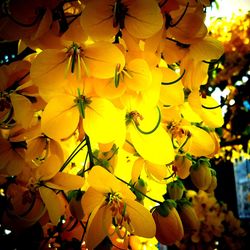 Close-up of yellow flowers