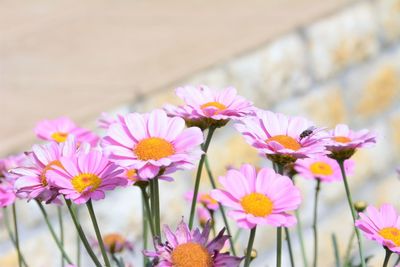 Close-up of pink flowers blooming outdoors