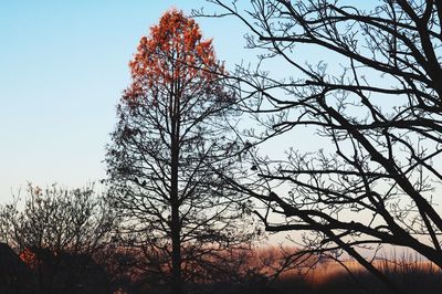 Low angle view of bare trees against sky during winter