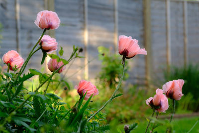 Close-up of pink tulips