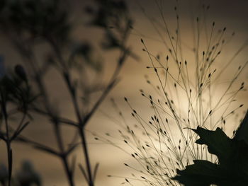 Close-up of silhouette plants against sky at sunset