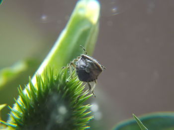 Close-up of plant against blurred background