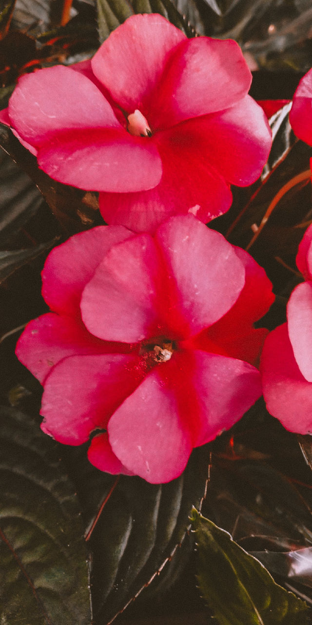 flower, flowering plant, plant, pink, beauty in nature, petal, freshness, close-up, red, fragility, inflorescence, flower head, growth, nature, no people, busy lizzie, macro photography, outdoors, day, pollen, leaf, magenta, water, plant part, focus on foreground