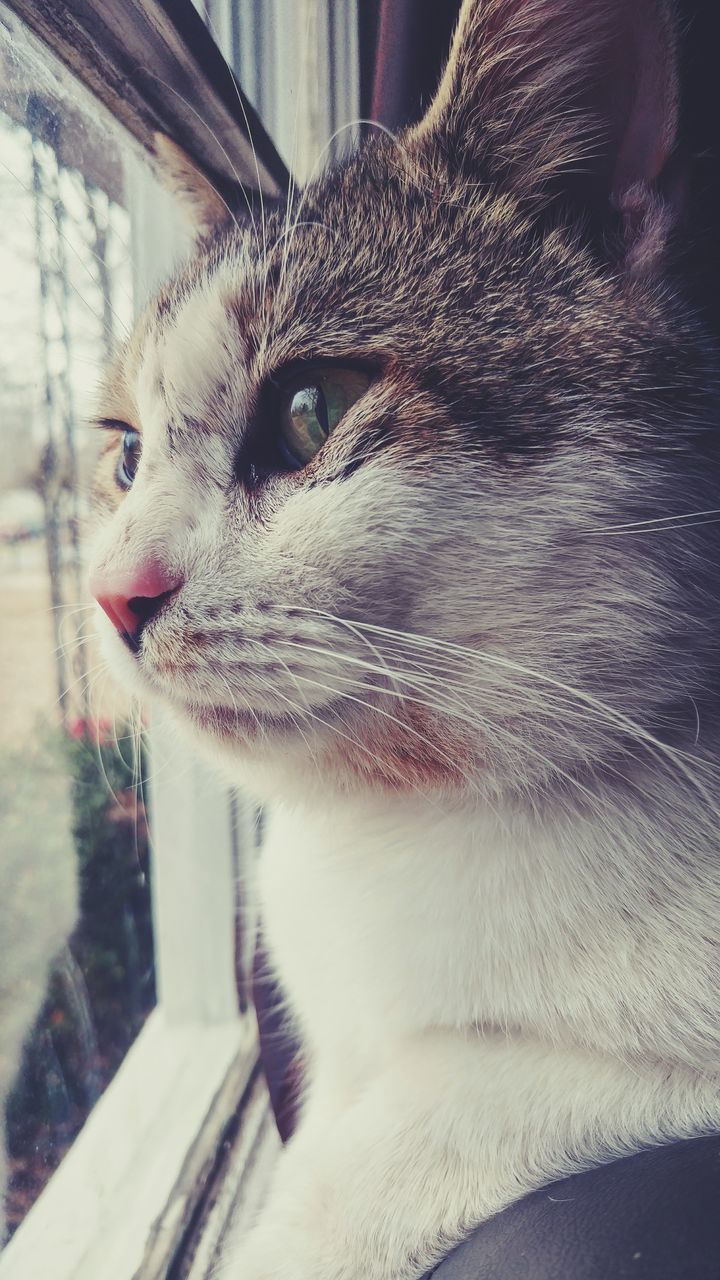 CLOSE-UP PORTRAIT OF CAT SITTING