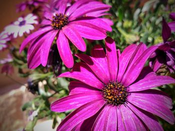 Close-up of purple coneflower blooming outdoors