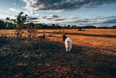 Dog standing on field