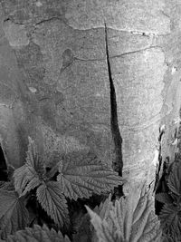 Close-up of leaves on tree trunk against wall