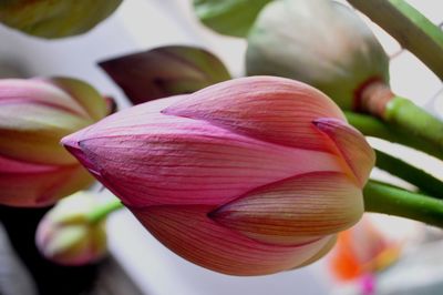 Close-up of pink rose flower bud