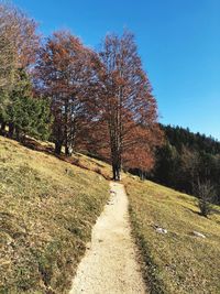 Footpath amidst trees against clear sky during autumn