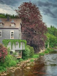 Plants and building by trees against sky