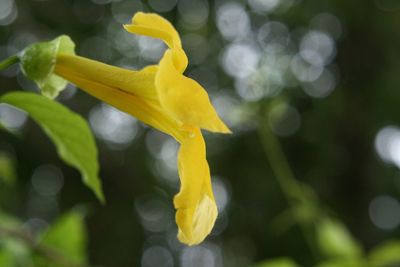 Close-up of yellow flower