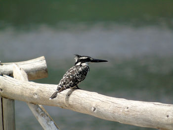 Close-up of bird perching on branch