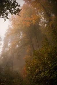 Trees in forest against sky