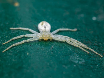 Close-up of a beautiful tiny white spider