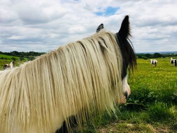 View of a horse on field