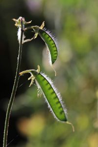 Close-up of insect on plant