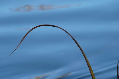 Close-up of wilted plant against sky
