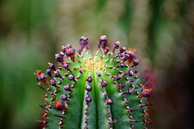 Close-up of pink flowering plant