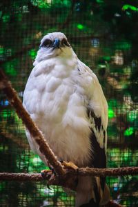 Close-up of owl perching on tree