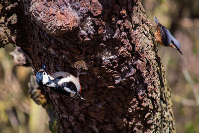 Close-up of bird on tree trunk