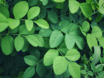 Full frame shot of leaves