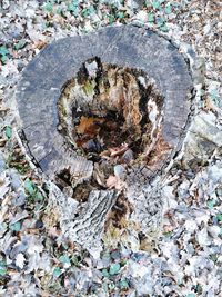 High angle view of tree stump