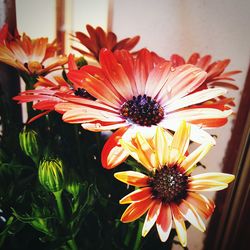 Close-up of gerbera daisy blooming outdoors