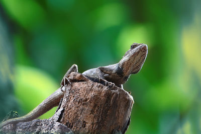 Close-up of a lizard on tree