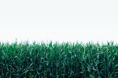 Wheat field against clear sky