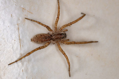 Close-up of spider on wall