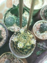 Close-up of prickly pear cactus