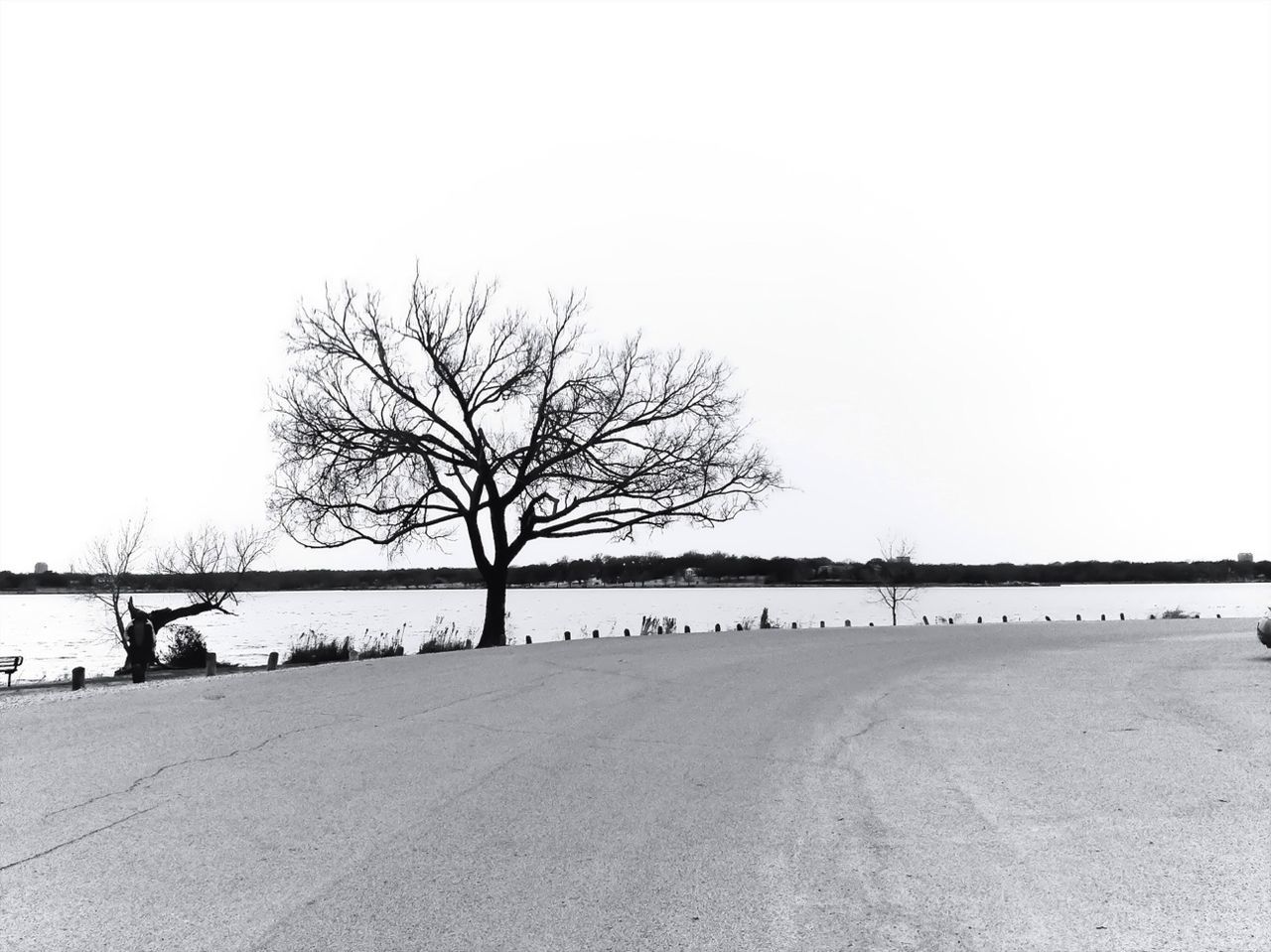 bare tree, clear sky, tree, tranquility, tranquil scene, copy space, landscape, nature, scenics, branch, beauty in nature, field, winter, day, outdoors, snow, non-urban scene, the way forward, incidental people, cold temperature