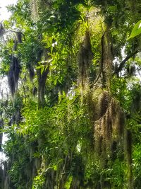 View of trees in forest