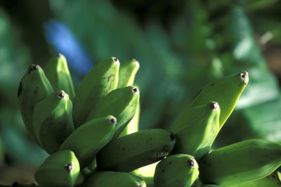 Full frame shot of fruit