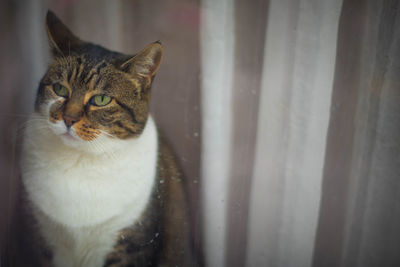Close-up portrait of tabby cat