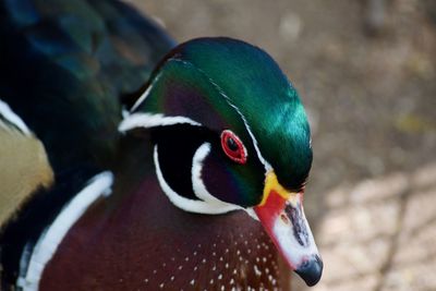 Close-up of parrot