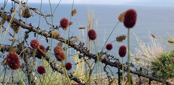 Close-up of flowering plants on field against sky