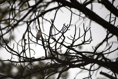 Close-up of bare tree against sky